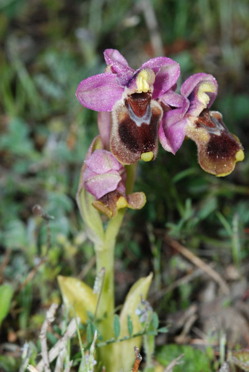 Ophrys tenthredinifera St Paul de Fenouillet (66) Le 21/04/2010