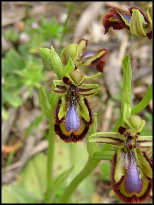 Ophrys ciliata St Gely du Fesq (34) Le : 20-04-2004