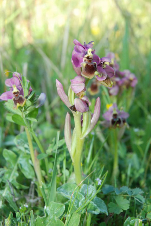 Ophrys tenthredinifera St Paul de Fenouillet (66) Le 21/04/2010