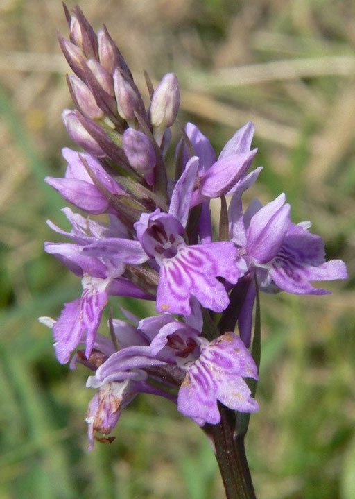 Dactylorhiza fuchsii Dactylorhiza fuchsii Mont Canisy (14)  le : 03-06-2006