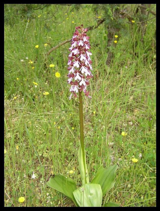 Orchis purpurea Pougnadoresse (30) Le : 08-05-2004