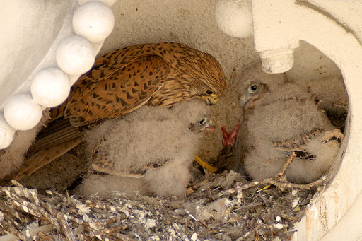 Turmfalke / Common Kestrel (Falco tinnunclus) | Weibchen füttert Junge