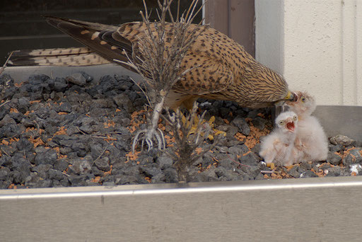 Turmfalke / Common Kestrel (Falco tinnunclus) | Weibchen füttert Junge