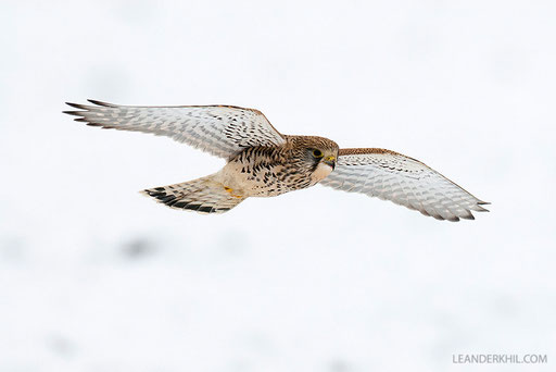 Turmfalke / Common Kestrel (Falco tinnunclus) | Jagendes Weibchen