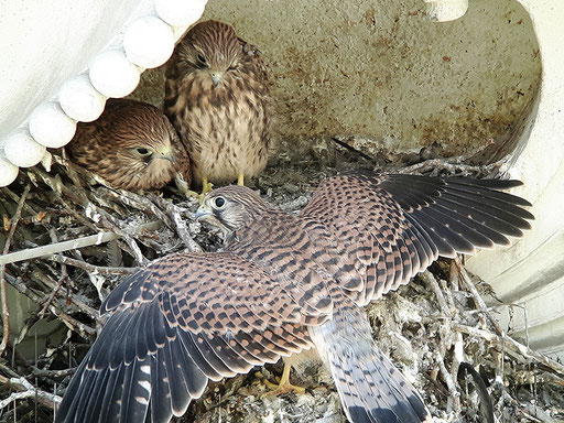 Turmfalke / Common Kestrel (Falco tinnunclus) | Fast flügge Jungvögel