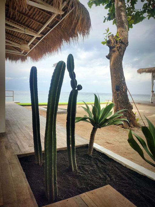 Plante cactus devant les toilettes du centre de plongée à Nusa Penida