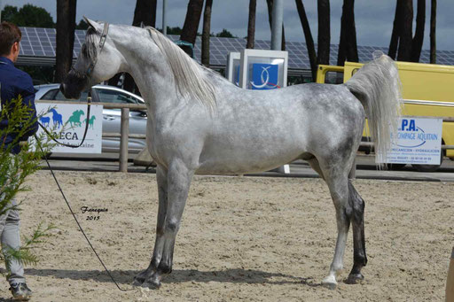 Concours International de Bordeaux 2015 - SHAWAN DU KLINTZ - notre selection - 29