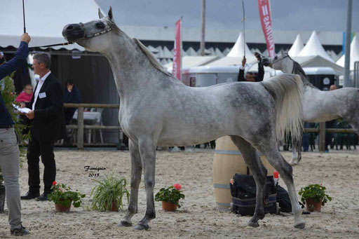 Concours International de Bordeaux 2015 - SHAWAN DU KLINTZ - notre selection - 30