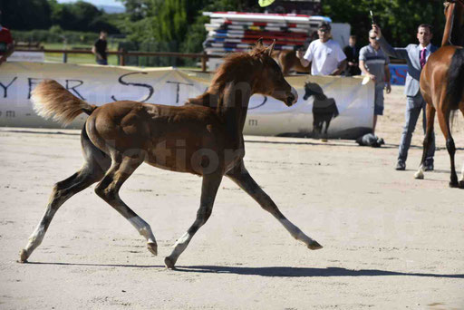 Show National de CHAZEY sur AIN 2016 - AMIR KHAR ISMA - 014