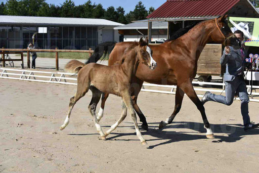 Show National de CHAZEY sur AIN 2016 - AMIR KHAR ISMA - 026