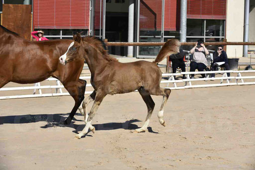 Show National de CHAZEY sur AIN 2016 - AMIR KHAR ISMA - 042