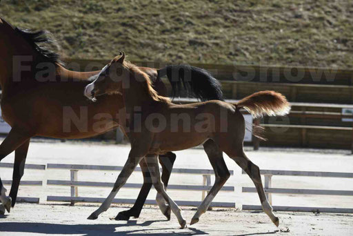 Show National de CHAZEY sur AIN 2016 - AMIR KHAR ISMA - 059