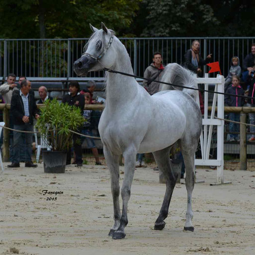 Championnat de France à Pompadour 2015 - SHAWAN DU KLINTZ - notre selection - 05