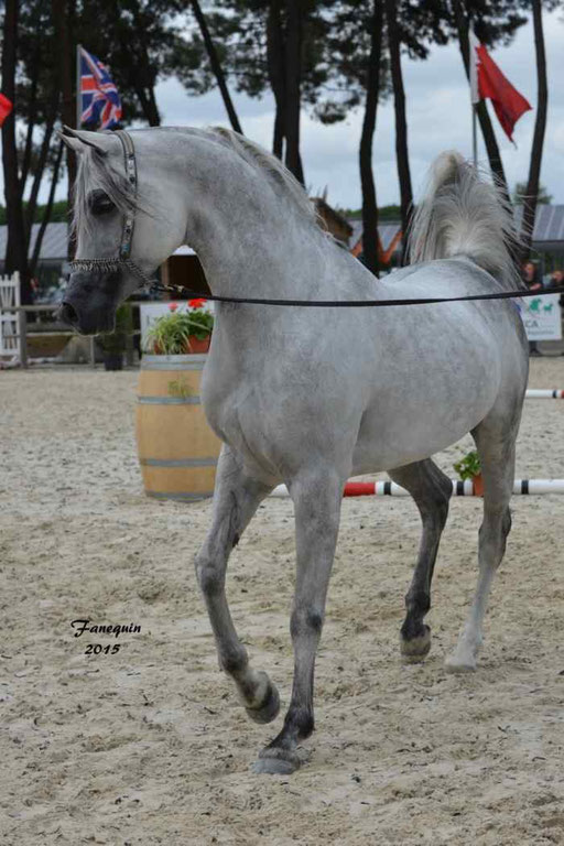 Concours International de Bordeaux 2015 - SHAWAN DU KLINTZ - notre selection - 18