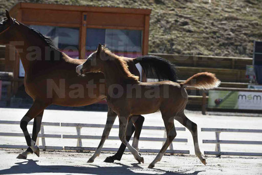 Show National de CHAZEY sur AIN 2016 - AMIR KHAR ISMA - 053