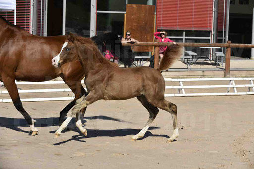 Show National de CHAZEY sur AIN 2016 - AMIR KHAR ISMA - 044