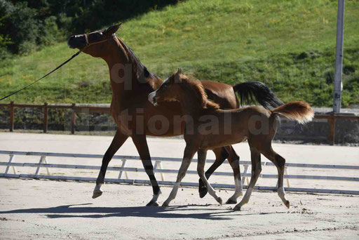 Show National de CHAZEY sur AIN 2016 - AMIR KHAR ISMA - 070