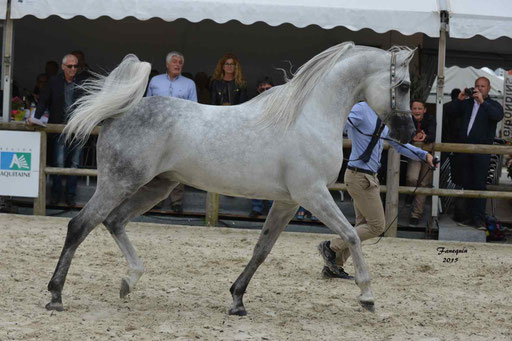 Concours International de Bordeaux 2015 - SHAWAN DU KLINTZ - notre selection - 34