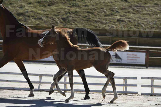 Show National de CHAZEY sur AIN 2016 - AMIR KHAR ISMA - 060