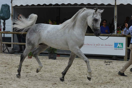 Concours International de Bordeaux 2015 - SHAWAN DU KLINTZ - notre selection - 33
