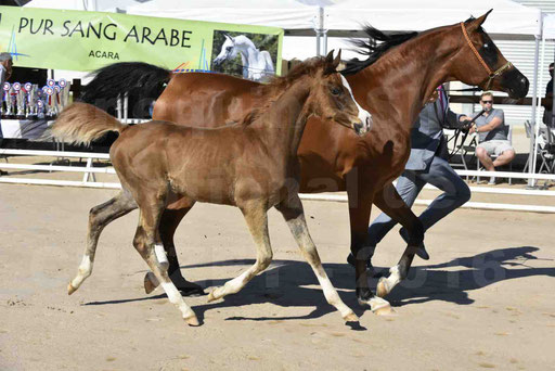 Show National de CHAZEY sur AIN 2016 - AMIR KHAR ISMA - 031