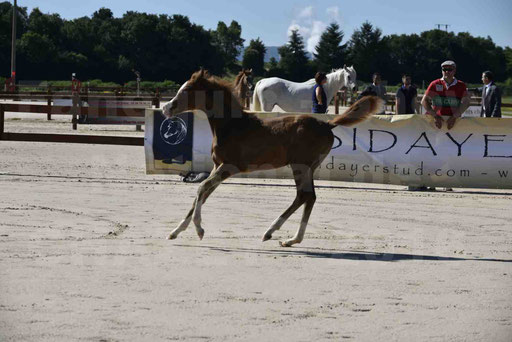 Show National de CHAZEY sur AIN 2016 - AMIR KHAR ISMA - 010