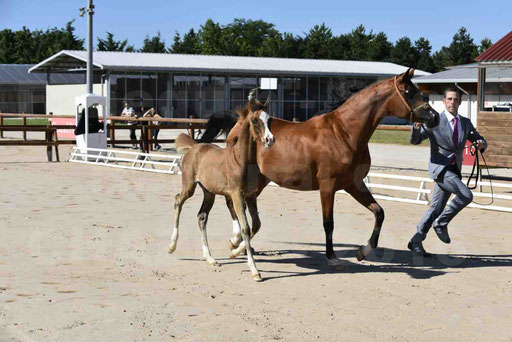 Show National de CHAZEY sur AIN 2016 - AMIR KHAR ISMA - 023