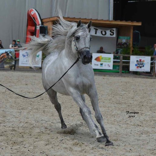 Concours International de Bordeaux 2015 - SHAWAN DU KLINTZ - notre selection - 23