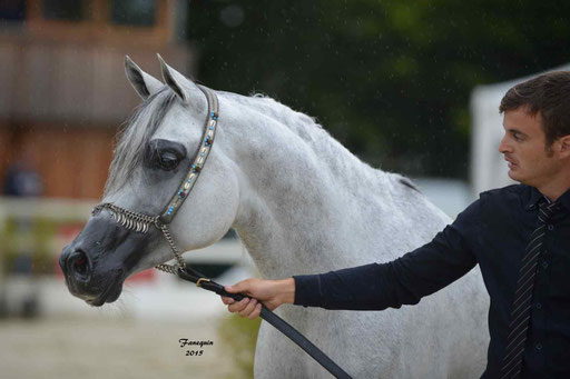 Championnat de France à Pompadour 2015 - SHAWAN DU KLINTZ - notre selection - Portraits - 13