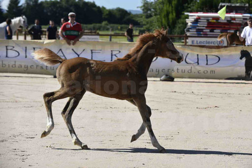 Show National de CHAZEY sur AIN 2016 - AMIR KHAR ISMA - 013