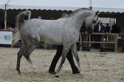 Concours International de Bordeaux 2015 - SHAWAN DU KLINTZ - notre selection - 36