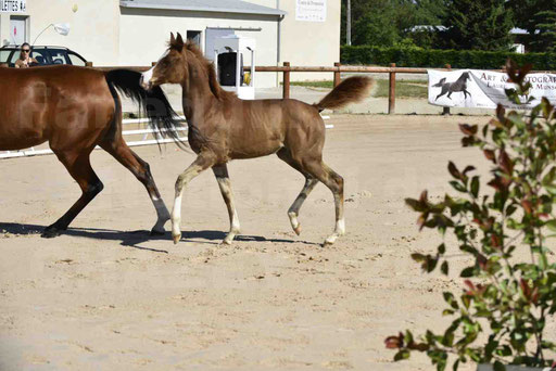 Show National de CHAZEY sur AIN 2016 - AMIR KHAR ISMA - 035