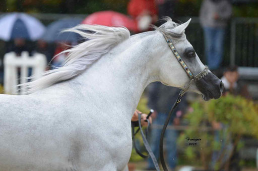Championnat de France à Pompadour 2015 - SHAWAN DU KLINTZ - notre selection - Portraits - 11