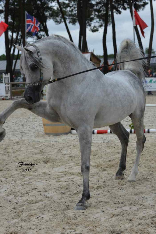 Concours International de Bordeaux 2015 - SHAWAN DU KLINTZ - notre selection - 19
