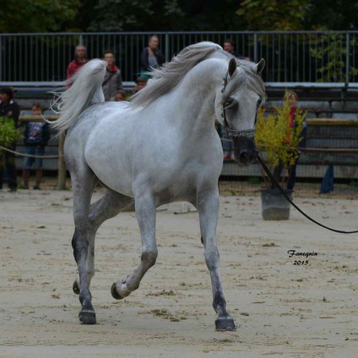 Championnat de France à Pompadour 2015 - SHAWAN DU KLINTZ - notre selection - 08