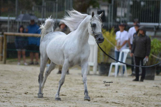 Championnat de France à Pompadour 2015 - SHAWAN DU KLINTZ - notre selection - 16