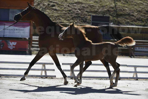 Show National de CHAZEY sur AIN 2016 - AMIR KHAR ISMA - 050