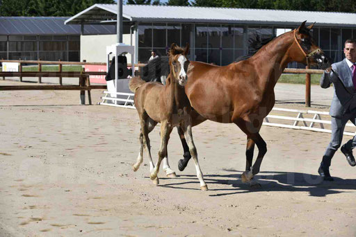 Show National de CHAZEY sur AIN 2016 - AMIR KHAR ISMA - 021