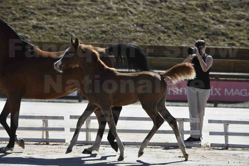 Show National de CHAZEY sur AIN 2016 - AMIR KHAR ISMA - 057