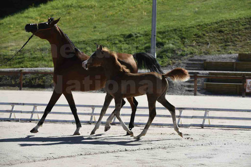 Show National de CHAZEY sur AIN 2016 - AMIR KHAR ISMA - 068