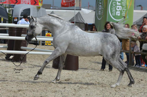 Concours International de Bordeaux 2015 - SHAWAN DU KLINTZ - notre selection - 01