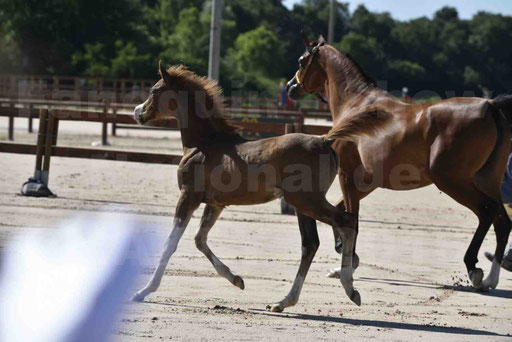 Show National de CHAZEY sur AIN 2016 - AMIR KHAR ISMA - 047