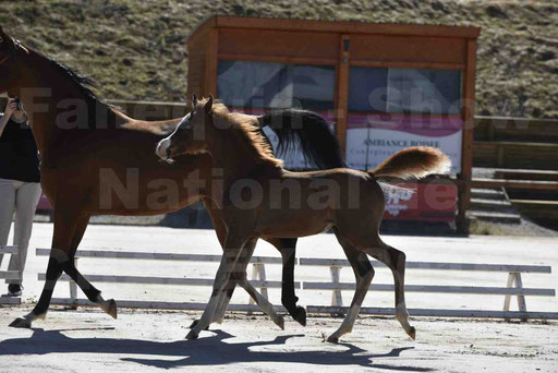 Show National de CHAZEY sur AIN 2016 - AMIR KHAR ISMA - 055