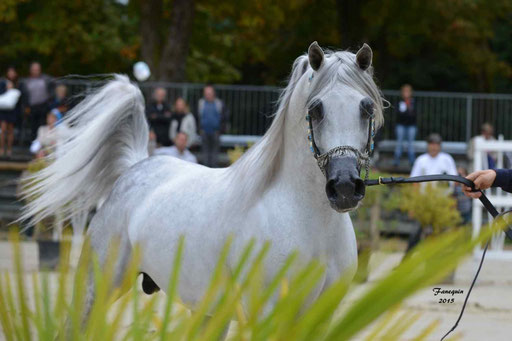 Championnat de France à Pompadour 2015 - SHAWAN DU KLINTZ - notre selection - Portraits - 01