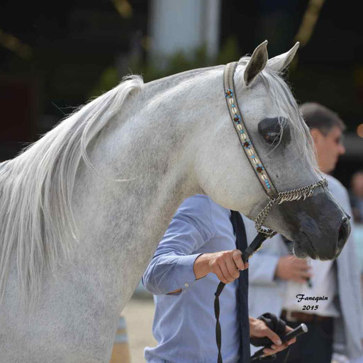 Concours International de Bordeaux 2015 - SHAWAN DU KLINTZ - notre selection Portraits - 01