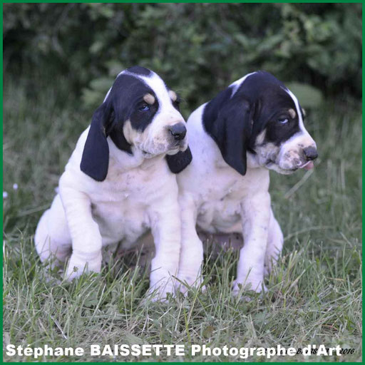 petits chiots chien de chasse