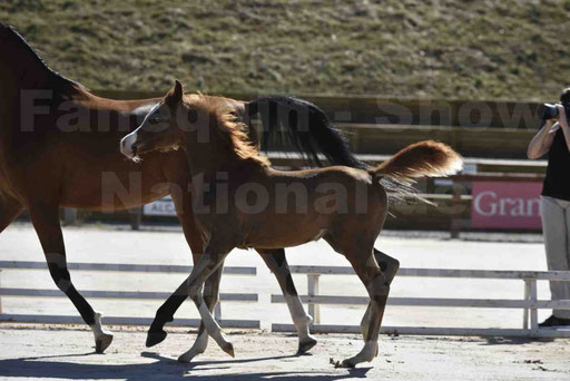 Show National de CHAZEY sur AIN 2016 - AMIR KHAR ISMA - 058