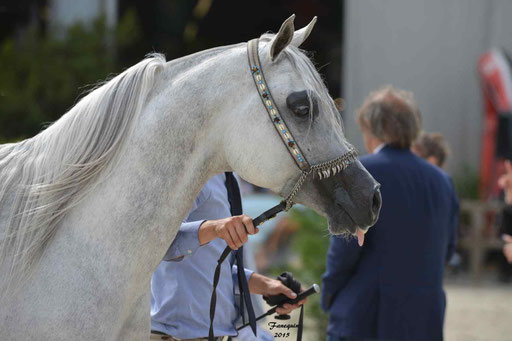 Concours International de Bordeaux 2015 - SHAWAN DU KLINTZ - notre selection Portraits - 04