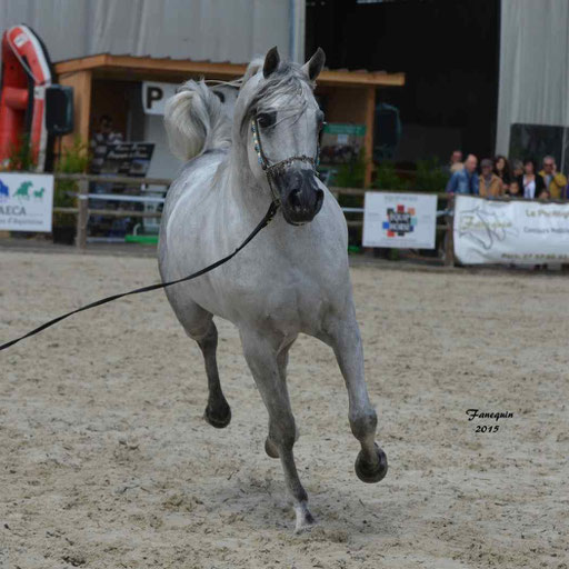Concours International de Bordeaux 2015 - SHAWAN DU KLINTZ - notre selection - 24