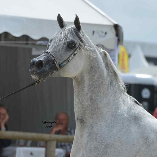 Concours International de Bordeaux 2015 - SHAWAN DU KLINTZ - notre selection Portraits - 02